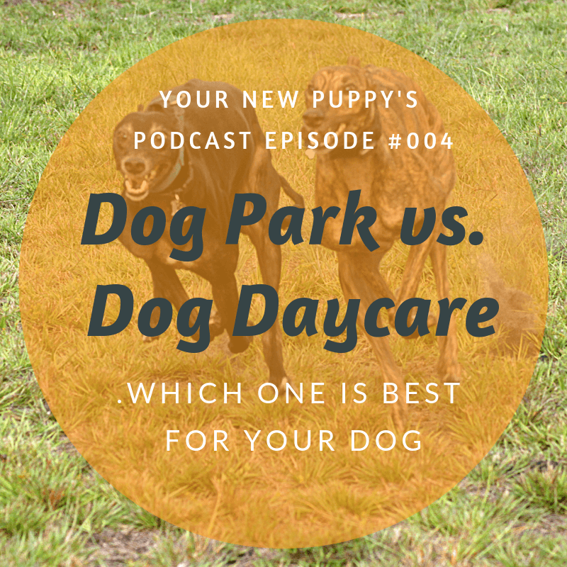 YNP 013 Dog Park Vs Dog Daycare Playtime Paws ynp-013-dog-park-vs-dog-daycare-playtime-paws