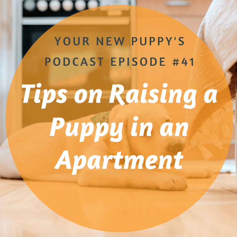 raising a puppy in an apartment