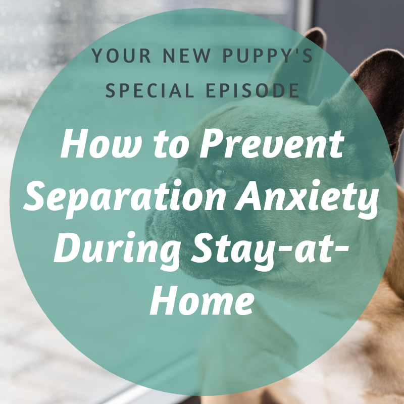 Keep Separation YNP Episode: How to Prevent Separation Anxiety During Stay-at-Home