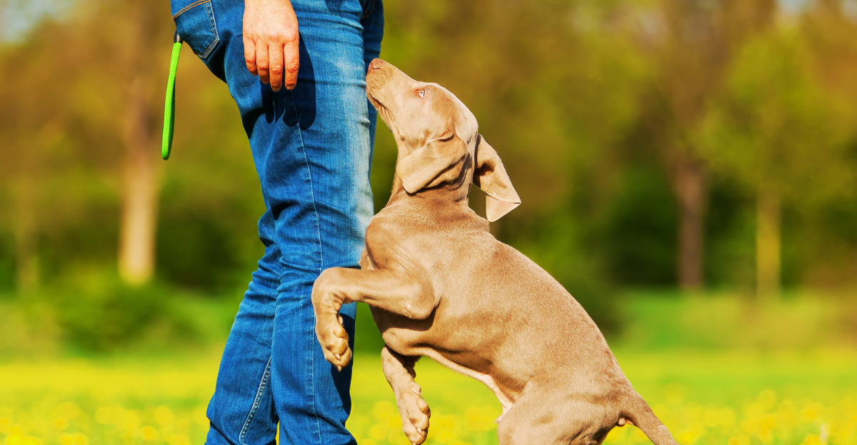 the-one-thing-about-dog-behavior-playtime-paws-blog-1 A brown puppy jumping on its owner exhibiting an unwanted dog behavior. The puppy looks up at a person wearing blue jeans in a grassy outdoor setting.
