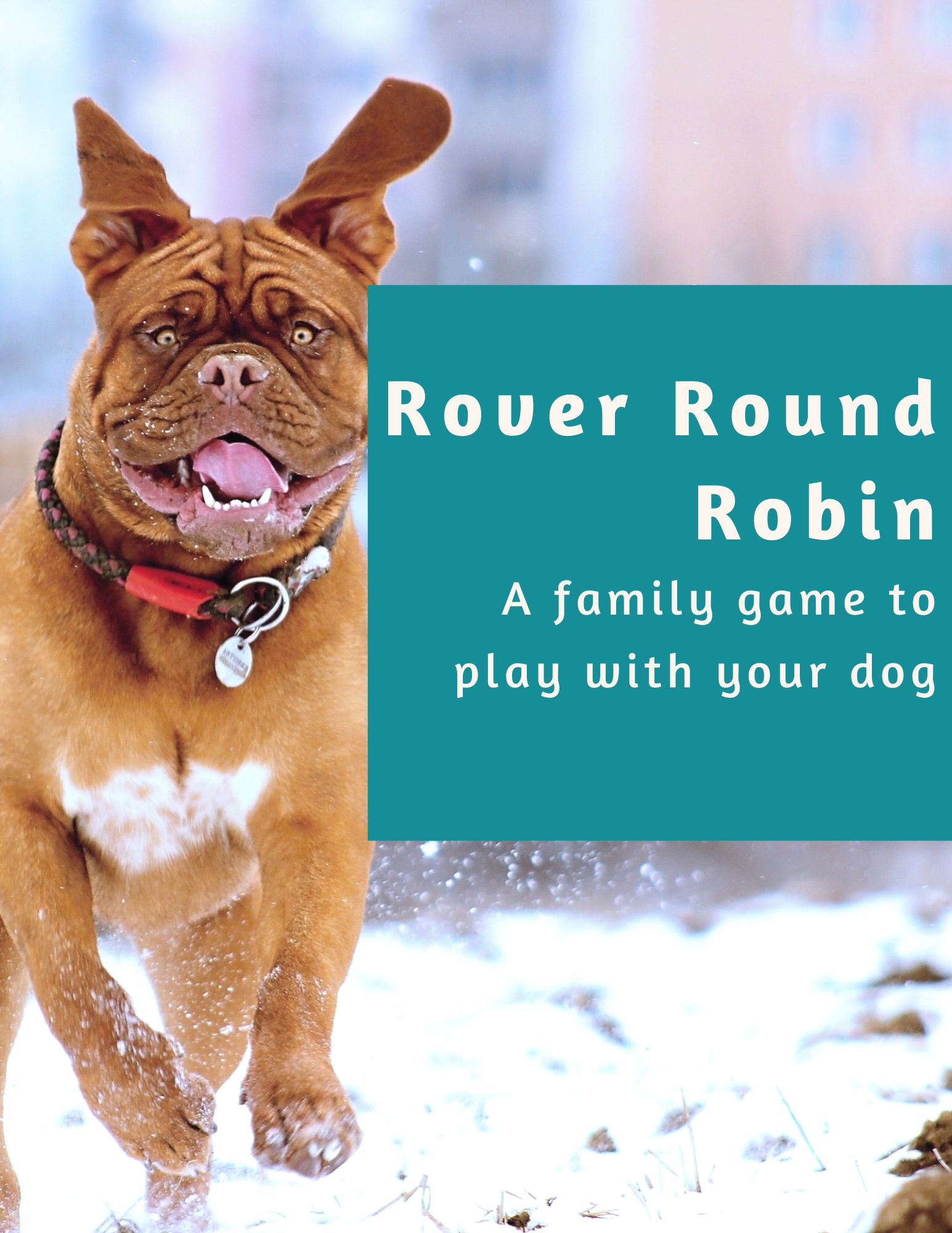 dog-training-game-rover-round-robin A brown dog running in the snow next to text that reads, "Rover Round Robin: A family game to play with your dog.