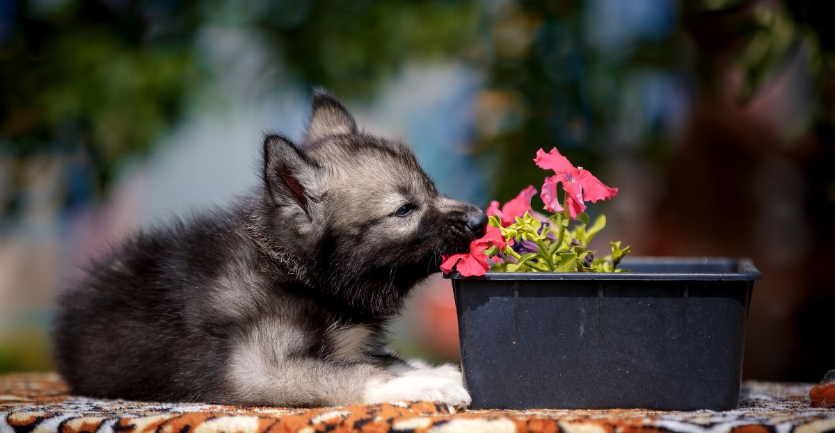 socialize-your-puppy-playtime-paws-new-puppy-blog-02 A fluffy gray puppy learns how to socialize while eagerly sniffing pink flowers in a black planter outdoors.