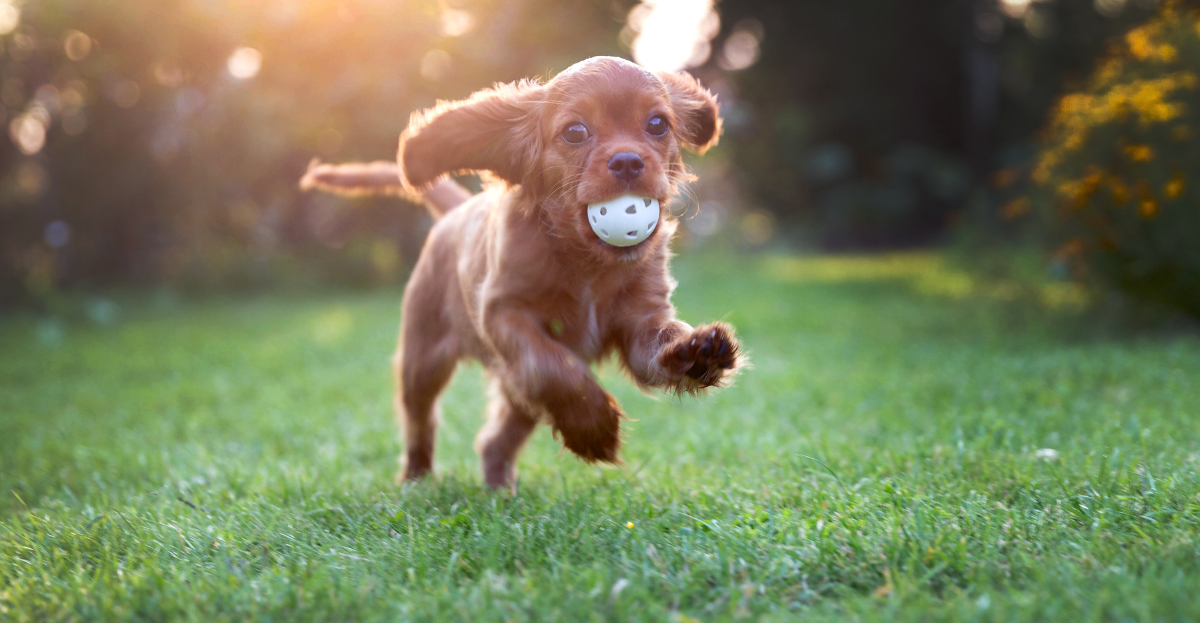 teach-dog-to-play-fetch-playtime-paws-new-puppy-blog-03 A brown puppy running on grass playing fetch with a small ball in its mouth, under sunlight.