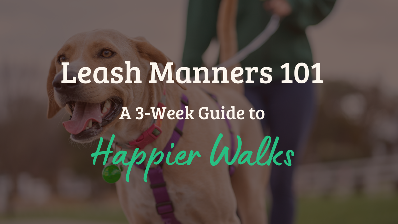 A smiling dog on a walk, wearing a purple collar and green tag, with the text: "Leash Manners 101: A 3-Week Guide to Happier Walks.