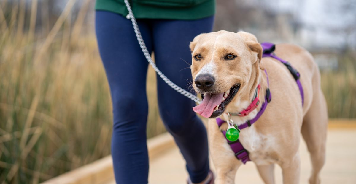 A person walks a tan dog wearing a purple harness and a green tag. The scene is outdoors with blurred grass in the background.